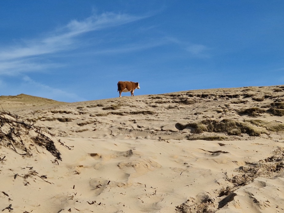 25 Cow on Beach